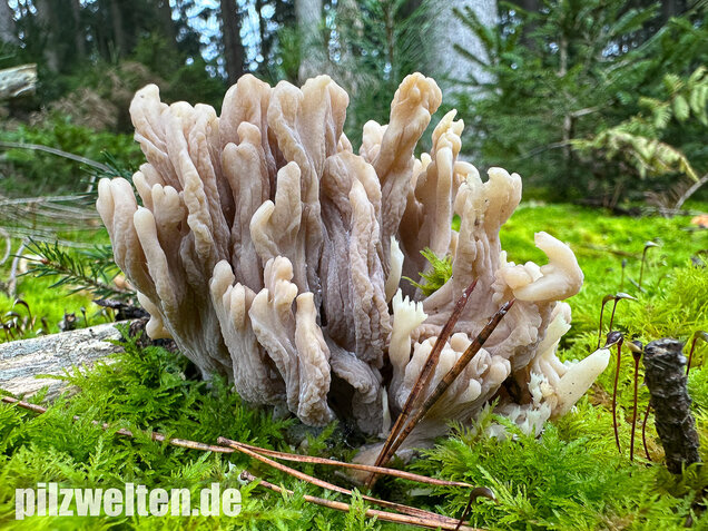 Graue Koralle, Grauer Keulenpilz, Clavulina cinerea