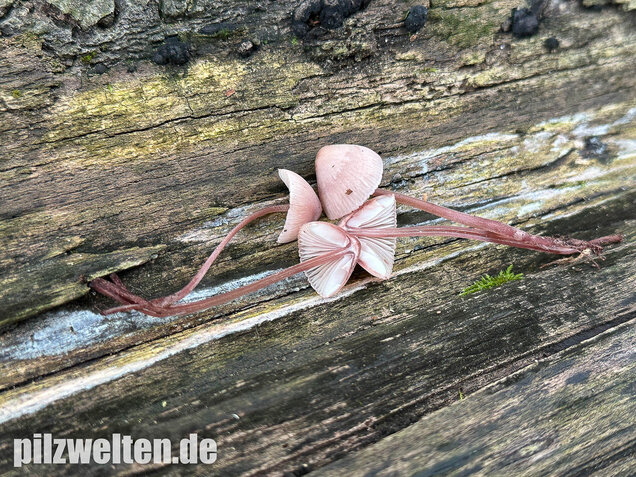 Großer Bluthelmling, Mycena haematopus
