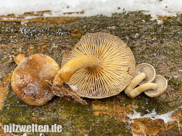 Harziger Sägeblättling, Neolentinus adhaerens