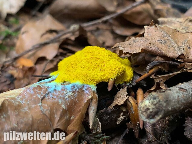 Hexenbutter, Fuligo septica