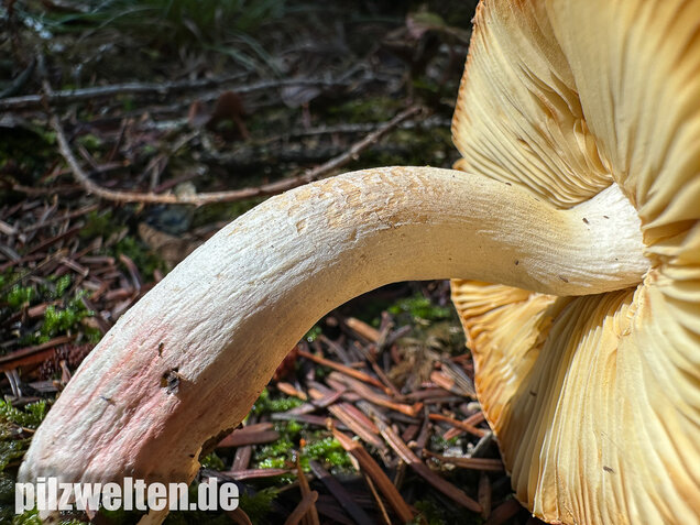 Hohlstieltäubling, Weißtannentäubling, Russula cavipes