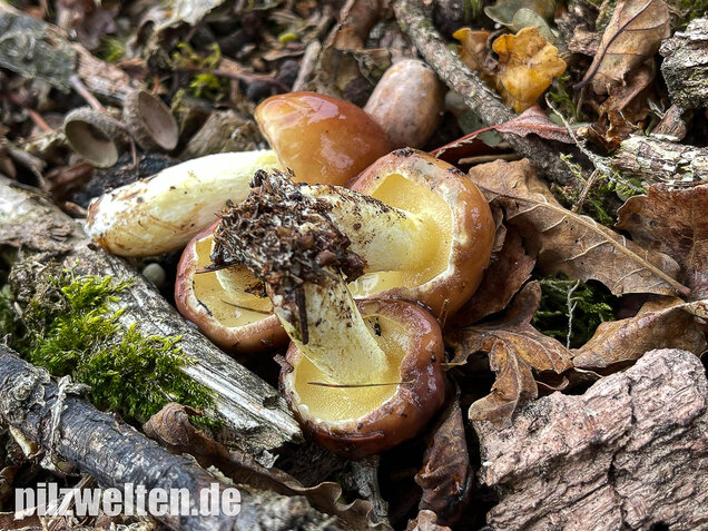 Körnchenröhrling, Suillus granulatus