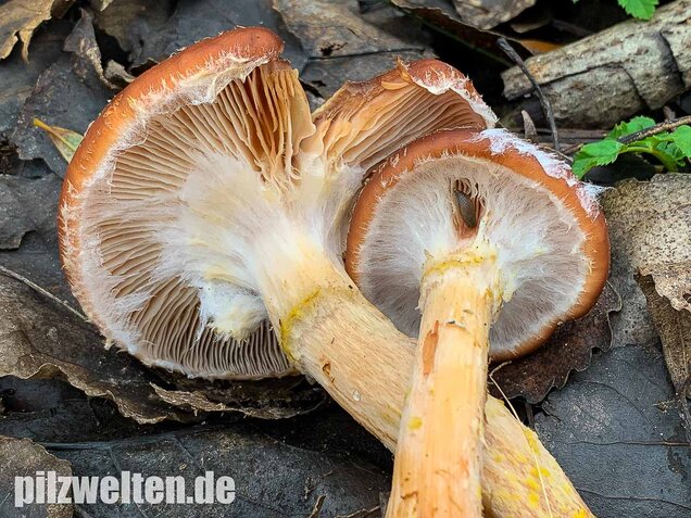 Laubholzhallimasch, Armillaria gallica