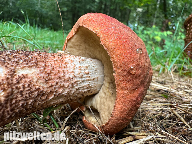 Laubwald-Rotkappe, Eichenrotkappe, Leccinum aurantiacum
