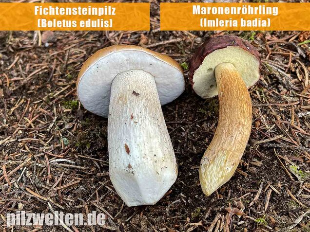 Maronenröhrling, Imleria badia
