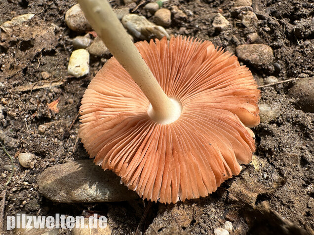 Mausgrauer Scheidling, Volvariella murinella