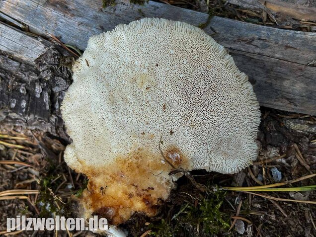 Nördlicher Porling, Climacocystis borealis