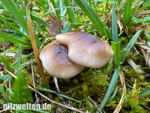 Ockerblasser Jungfernellerling, Cuphophyllus ochraceopallidus