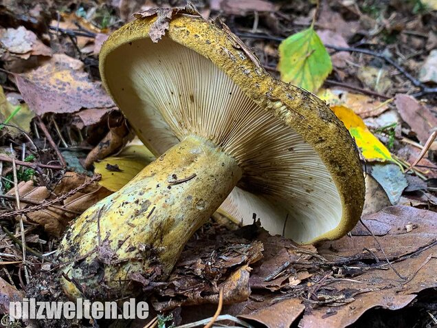Olivbrauner Milchling, Lactarius turpis