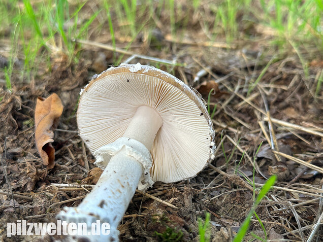 Pantherpilz, Pantherwulstling, Amanita pantherina