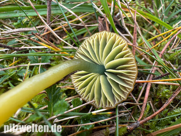 Papageigrüner Saftling, Papageiensaftling, Gliophorus psittacinus