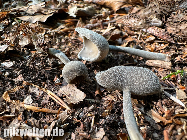 Langstielige Becherlorchel, Grauer Langfüßler, Helvella macropus