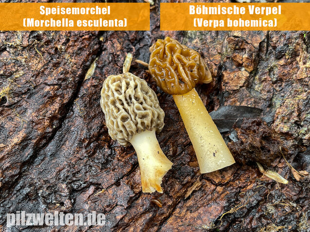 Böhmische Verpel, Verpa bohemica