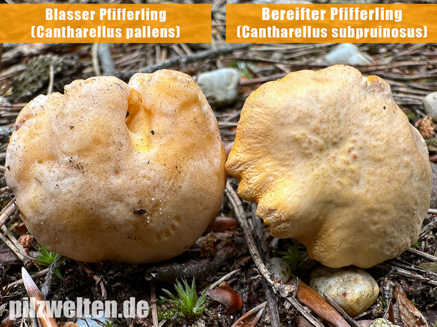 Bereifter Pfifferling, Blasser Nadelwaldpfifferling, Cantharellus subpruinosus