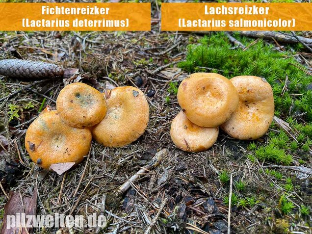 Fichtenreizker, Lactarius deterrimus