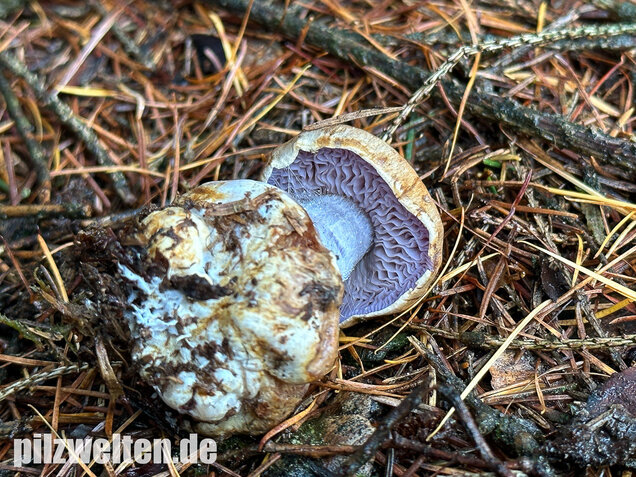 Purpurfleckender Klumpfuß, Thaxterogaster purpurascens