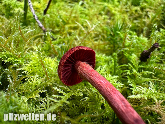 Blutroter Hautkopf, Bluthautkopf, Cortinarius sanguineus