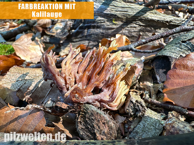 Steife Koralle, Ramaria stricta var. violaceotincta
