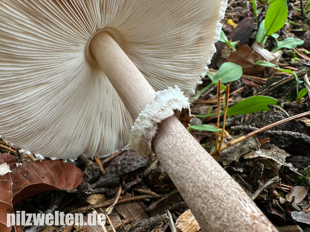 Sternschuppiger Riesenschirmling, Grobscholliger Riesenschirmling, Macrolepiota rhodosperma