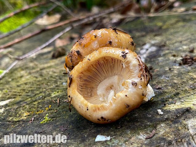 Stinktäubling, Russula foetens