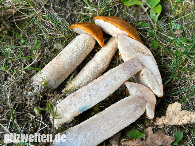 Weißstielige Rotkappe, Espenrotkappe, Leccinum leucopodium