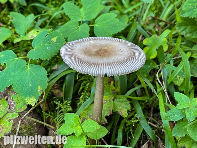 Zweifarbiger Scheidenstreifling, Amanita umbrinolutea