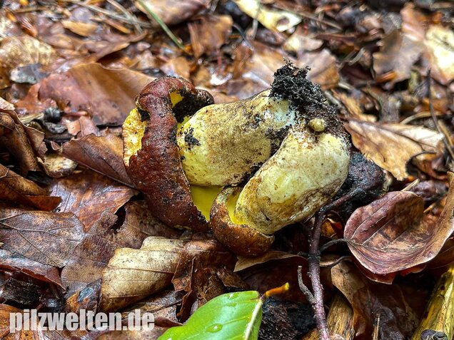Anhängselröhrling, Butyriboletus appendiculatus