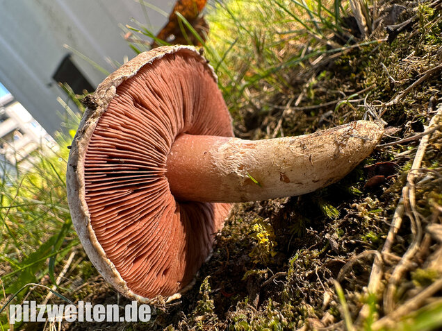 Braunschuppiger Wiesenchampignon, Agaricus moellerianus