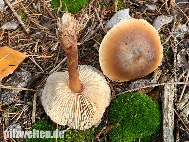 Butterrübling, Rhodocollybia butyracea