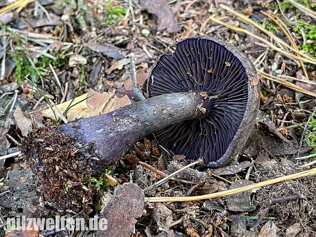 Dunkelvioletter Nadelwaldschleierling, Cortinarius hercynicus