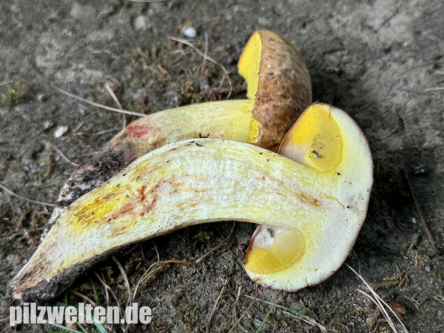 Gehämmerter Röhrling, Hemileccinum depilatum