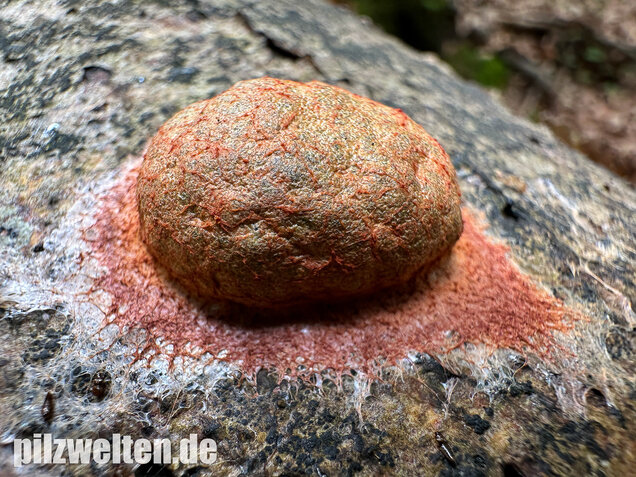 Gelboranger Schleimpilz, Rotoranger Schleimpilz, Fuligo leviderma