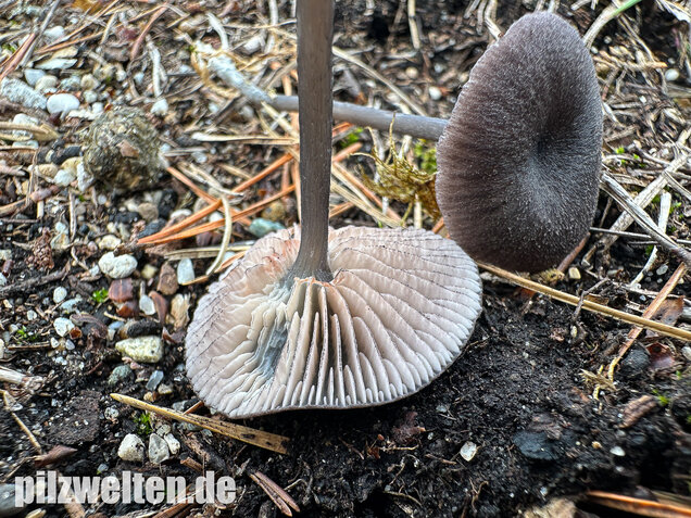 Gesägter Rötling, Entoloma serrulatum