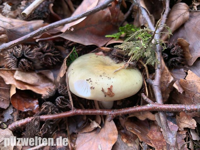 Grasgrüner Täubling, Russula aeruginea