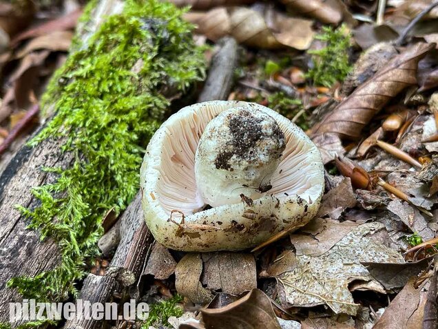 Grüngefelderter Täubling, Russula virescens