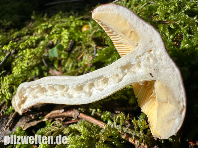Hohlstieltäubling, Weißtannentäubling, Russula cavipes