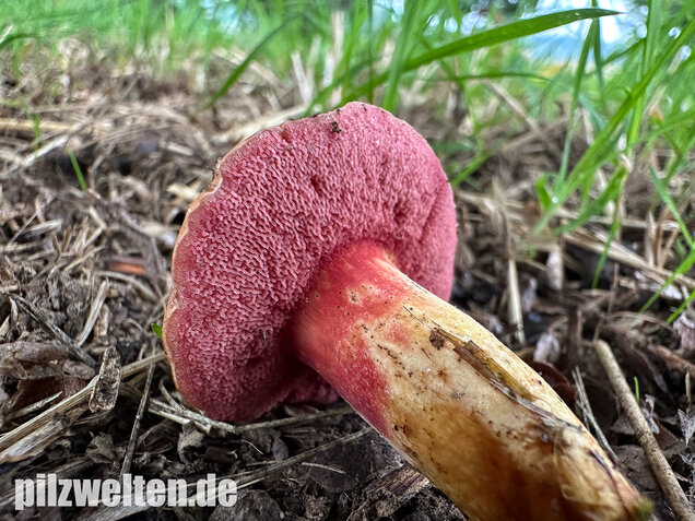 Rubinroter Zwergröhrling, Chalciporus rubinus