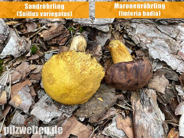Maronenröhrling, Imleria badia