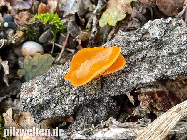 Orangebecherling, Aleuria aurantia