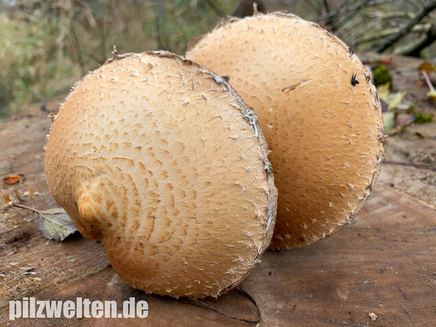 Pappelschüppling, Pholiota populnea
