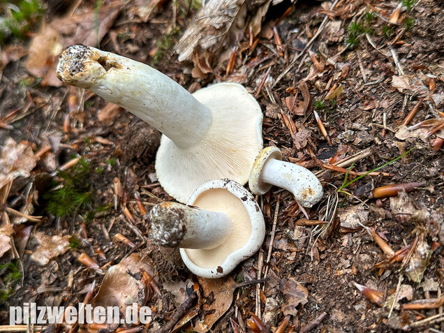 Pfeffermilchling, Lactifluus piperatus