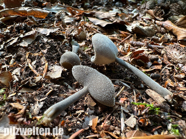 Langstielige Becherlorchel, Grauer Langfüßler, Helvella macropus