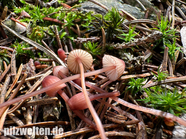 Purpurschneidiger Bluthelmling, Kleiner Bluthelmling, Mycena sanguinolenta