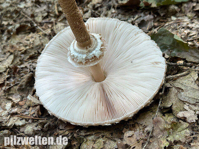 Riesenschirmling, Parasol, Macrolepiota procera