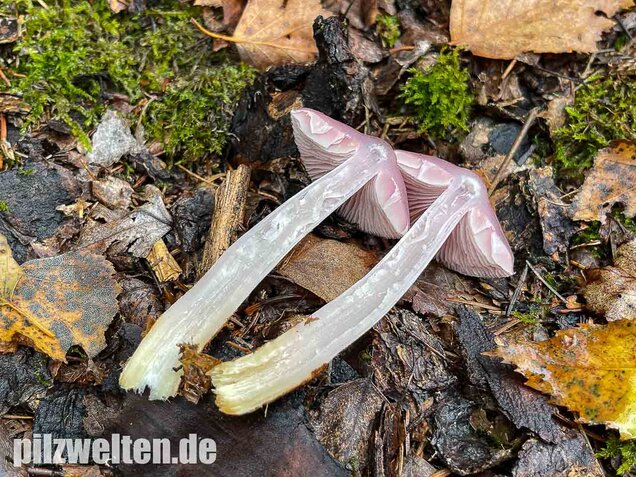 Rosa Rettichhelmling, Mycena rosea
