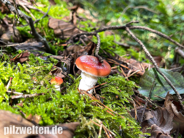 Rosenroter Gelbfuß, Gomphidius roseus