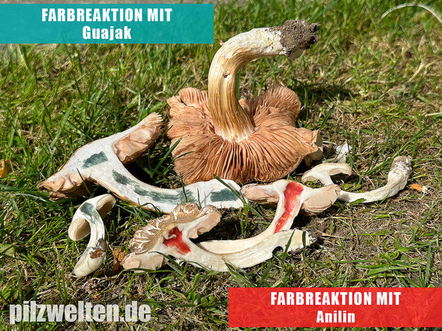 Schlehenrötling, Blasser Frühlingsrötling, Entoloma sepium