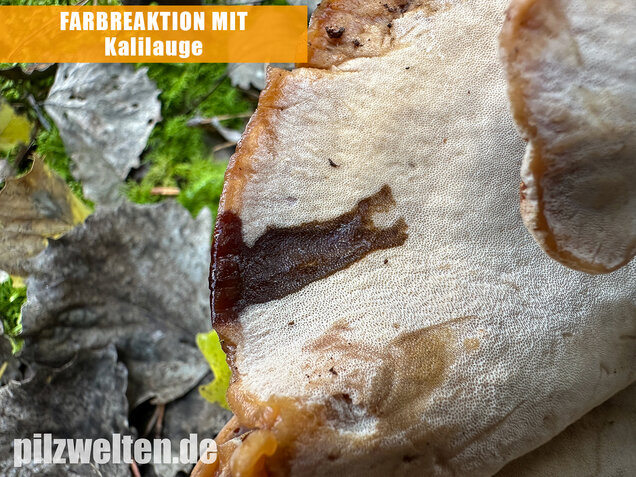 Schwarzgebänderter Harzporling, Nadelholzharzporling, Ischnoderma benzoinum