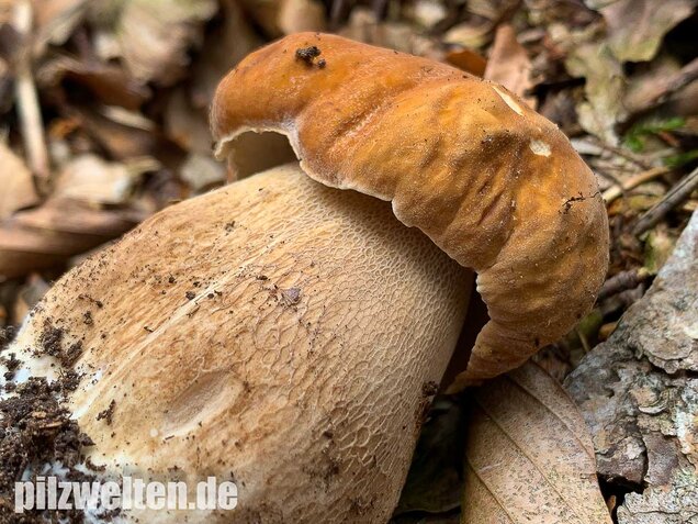 Sommersteinpilz, Boletus aestivalis