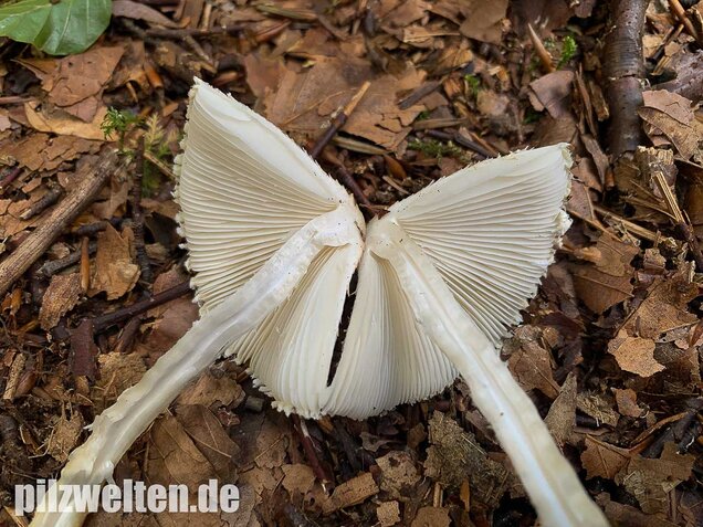Wolliggestiefelter Schirmling, Lepiota clypeolaria